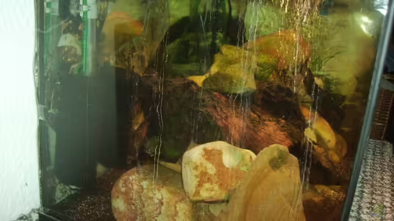 Technik im Aquarium Sulawesitreff von Stefan Bischoff (7)