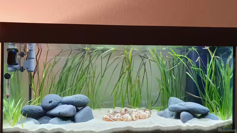 Technik im Aquarium Tanganjika Biotop von Matt Bros (10)