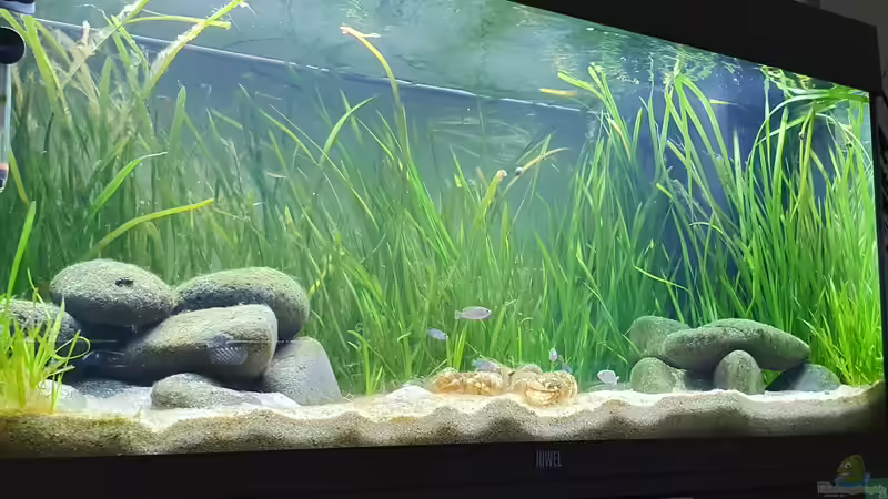 Technik im Aquarium Tanganjika Biotop von Matt Bros (7)