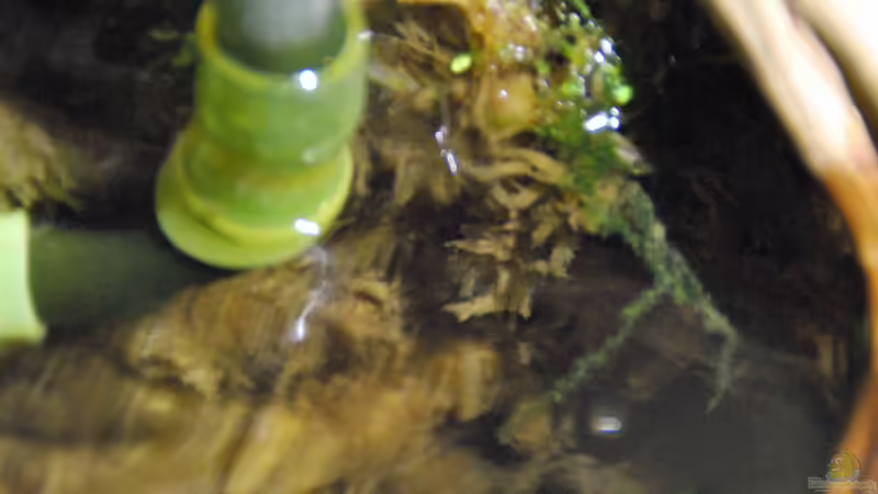 Technik im Aquarium tercera conca von lomarraco (98)