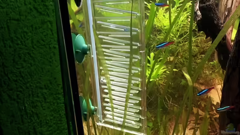 Technik im Aquarium The Gift von Faxe (15)