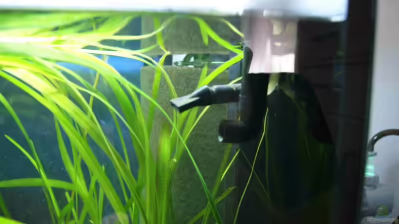 Technik im Aquarium Tropheus Becken 2011 von Robin H. (5)