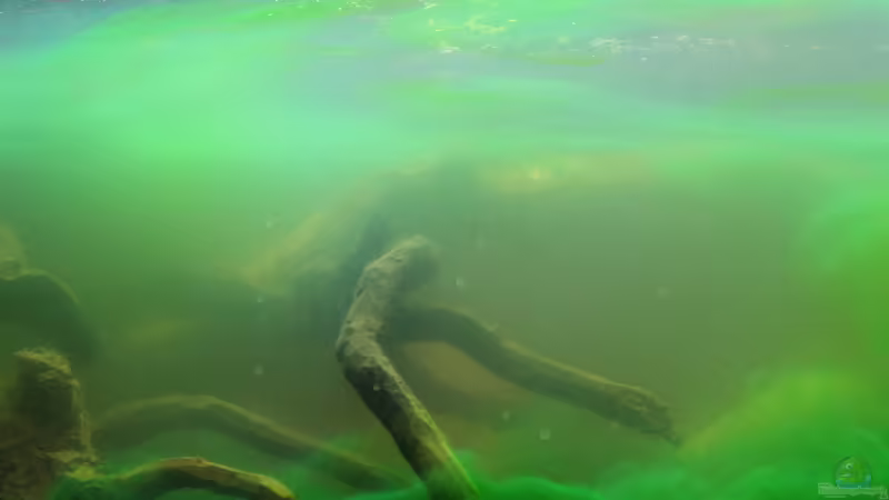 Technik im Aquarium Two forests von lomarraco (102)