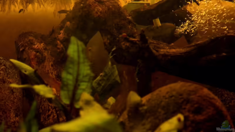 Technik im Aquarium Two forests von lomarraco (106)