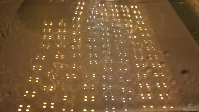 Technik im Aquarium Two forests von lomarraco (96)