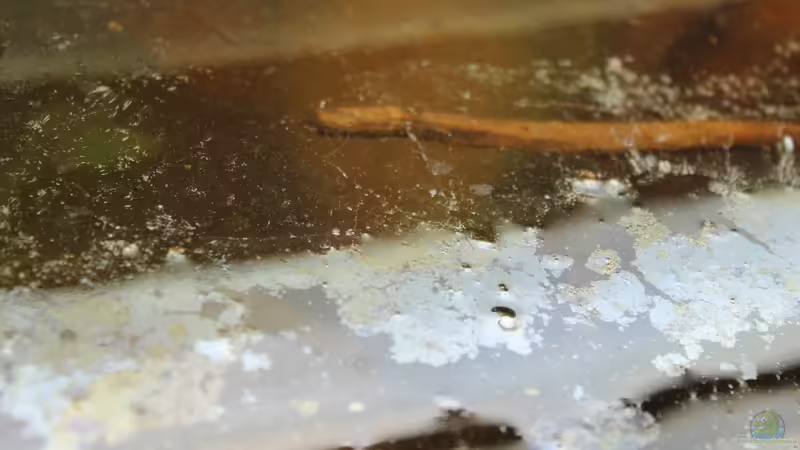 Technik im Aquarium Two forests von lomarraco (97)