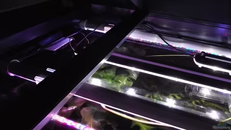 Technik im Aquarium Westafrika-Style (aufgelöst) von Dr. Manhattan (38)