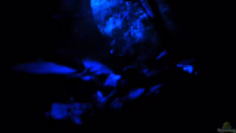 Technik im Aquarium Wilder Fluss (aufgelöst) von Falk (20)