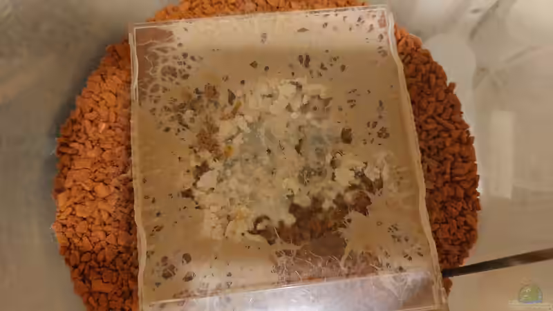 Technik im Aquarium Wohnzimmeroase 2.0 ab Juni 2025 von ErfurtOldy (20)