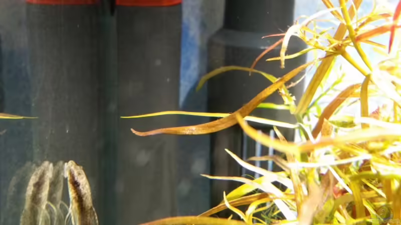 Technik im Aquarium Zen Artist von Hanni Zosel (16)