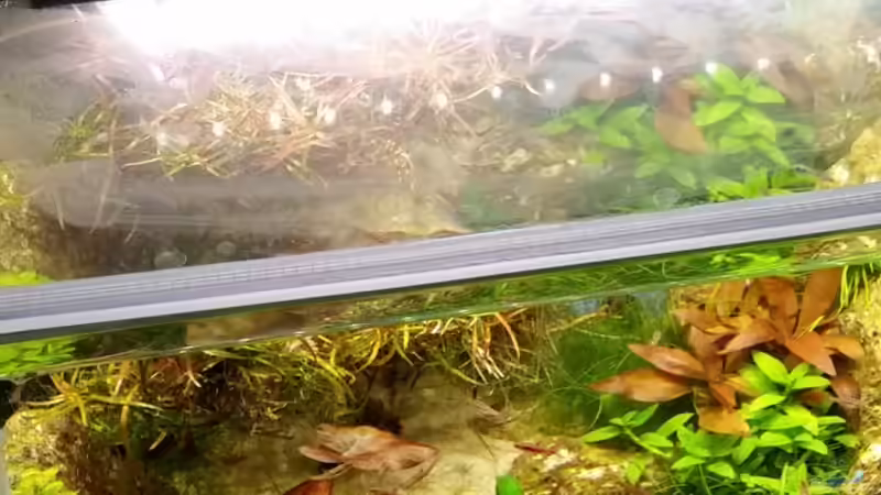 Technik im Aquarium Zen Artist von Hanni Zosel (17)