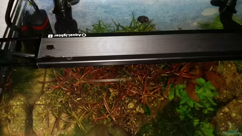 Technik im Aquarium Zen Artist von Hanni Zosel (18)