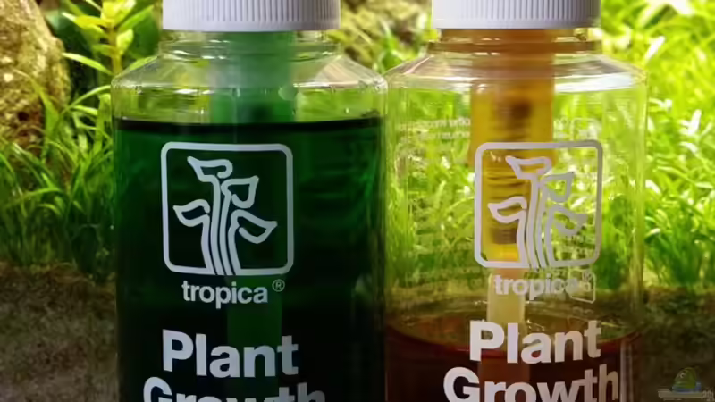 Technik im Aquarium Zen Artist von Hanni Zosel (21)