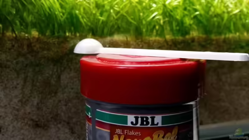 Technik im Aquarium Zen Artist von Hanni Zosel (23)