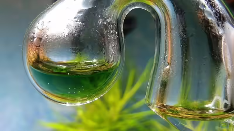 Technik im Aquarium Zen Artist von Hanni Zosel (25)