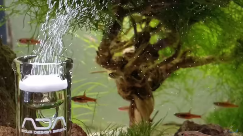 Technik im Aquarium Zen Artist von Hanni Zosel (27)