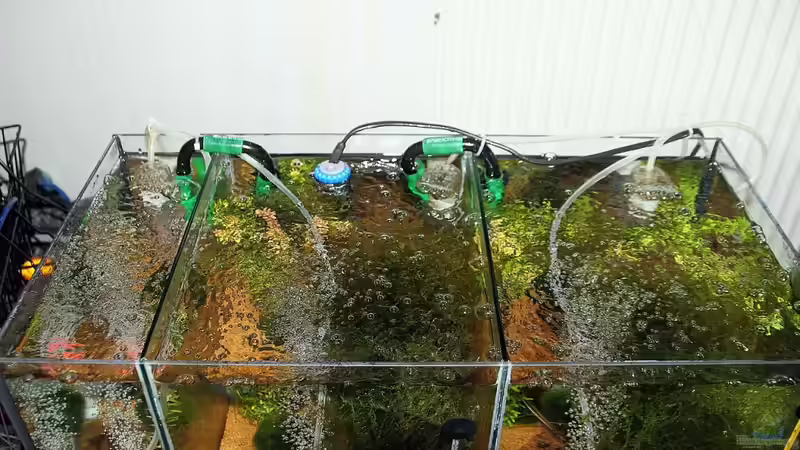 Technik im offenen Becken: Ein Luftheber pro Kammer und ein Luftsprudelstein pro von Micha (13)