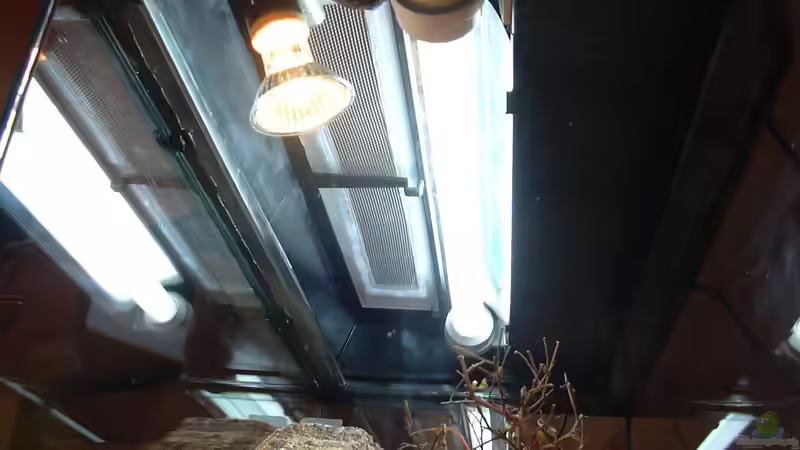 Technik im Terrarium Formicarium für Bulldoggenameisen von Traum-Hobby.de (6)