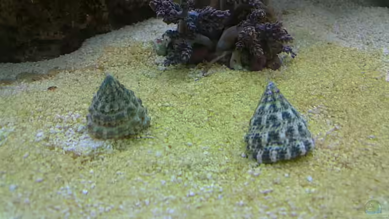 Tectus fenestratus von Gernold (14)