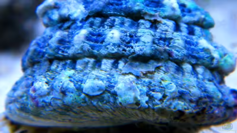 Tectus fenestratus von Malawigo (13)