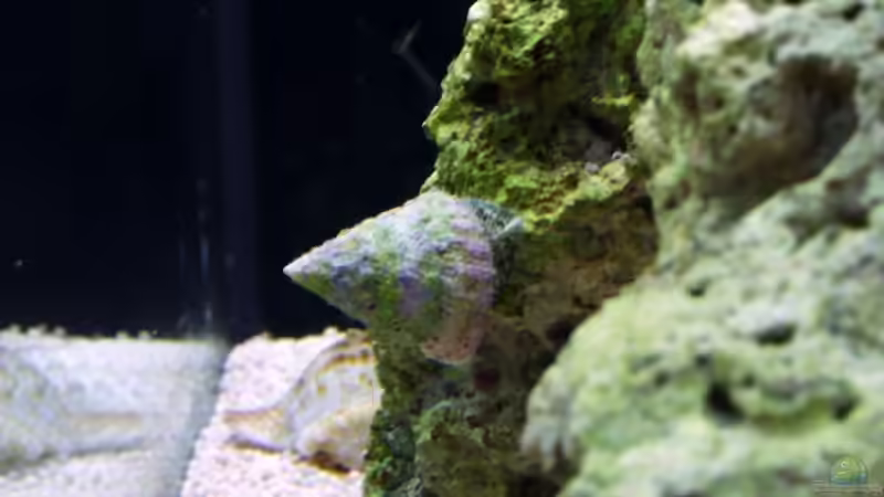 Tectus fenestratus von Uwe Zawadski (8)