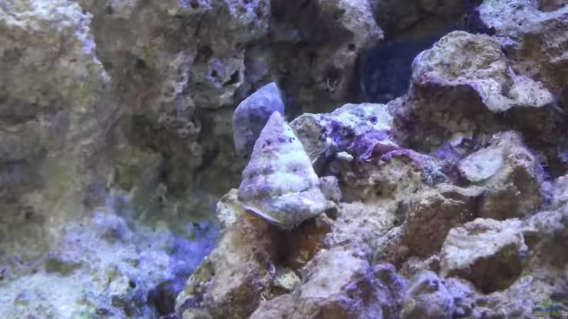 Tectus mit Einsiedlerkrebs von Dr. Manhattan (24)