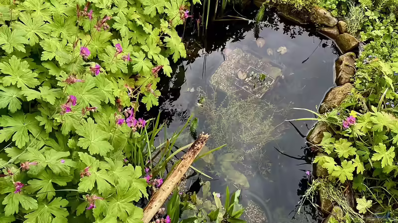 Teich Chanderner Miniteich von Thilo (2)