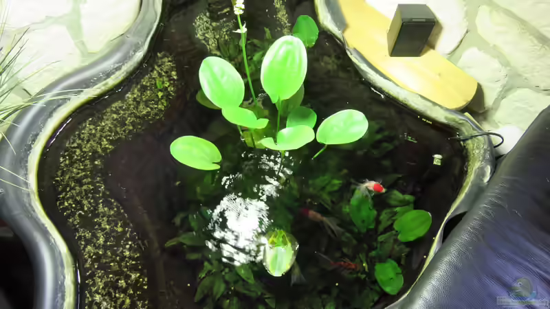 Teich Hauptansicht von Teich von Andrea (1)