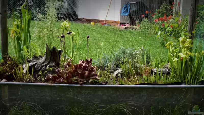 Teich Hochmoor-Beet von Junglist (2)