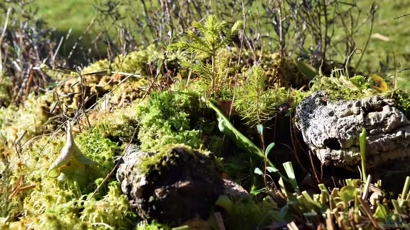 Teich Hochmoor-Beet von Junglist (4)