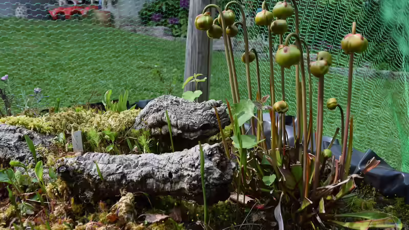 Teich Hochmoor-Beet von Junglist (9)