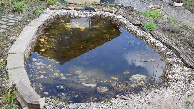 Teich im März 2020 von Acki50 (21)