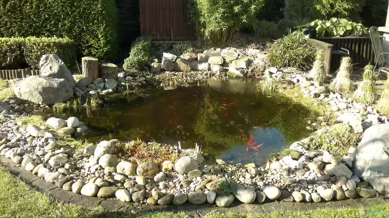 Teich im Oktober nach dem Rückschnitt der Pflanzen von Sambia (5)