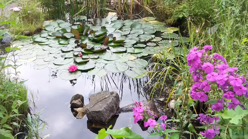 Teich MingTeich von SK Aquarienleben (2)