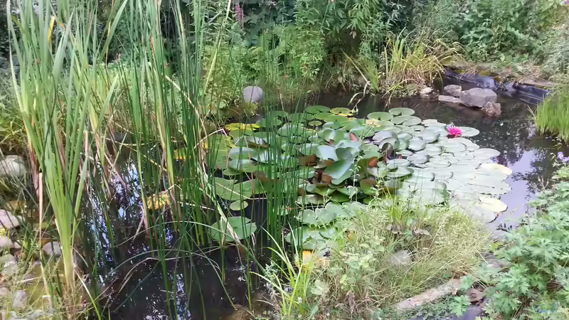 Teich MingTeich von SK Aquarienleben (3)