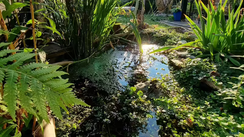 Teich Mini Naturteich von ninfa (3)