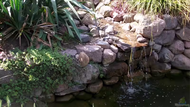 Teich mit Bachlauf und Wasserfall von Lily (1)