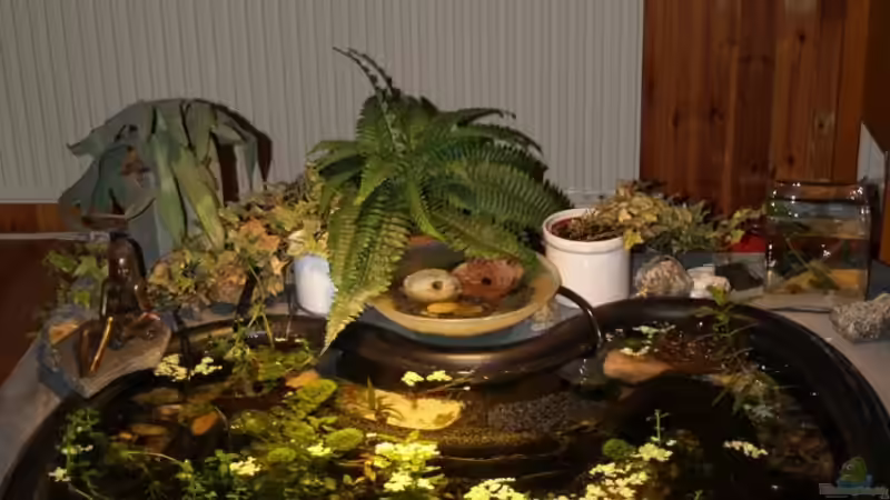 Teich mit Beleuchtung von Timo Lorenz (3)