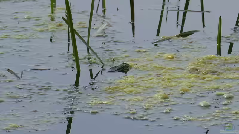 Teich reinigen – wichtig für das ökologische Gleichgewicht