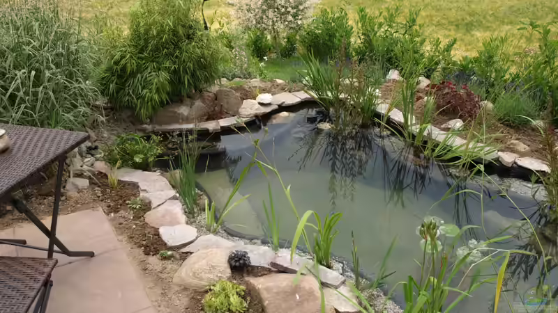 Teich Teich 28514 von JOHN (7)