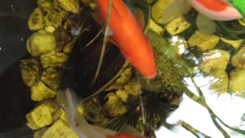 Teich TEICH 30176 von Muschelherz (3)