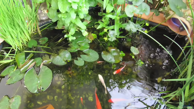 Teich TEICH 30176 von Muschelherz (5)