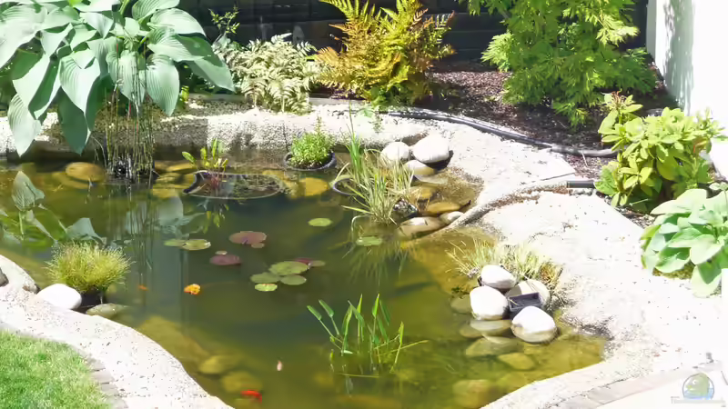 Teich Teich von Sissifischlein (2)