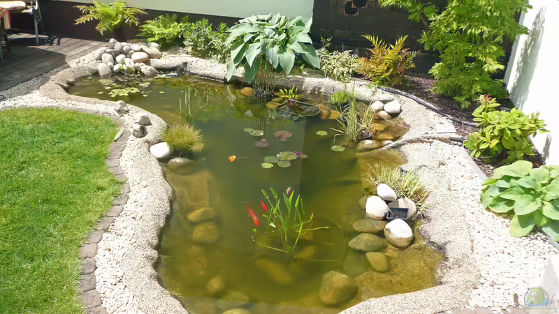 Teich Teich von Sissifischlein (4)