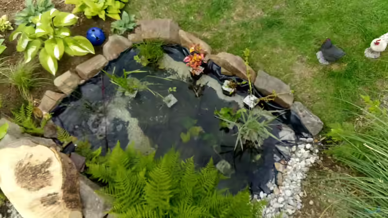 Teichansicht von oben von David Schneider Aquaristik (9)