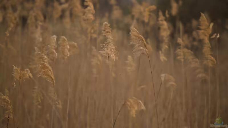 Teichbinsen und Simsen - im Herbst nicht einfach alles abschneiden