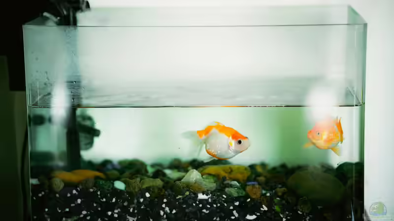 Teichfische ganzjährig im Aquarium halten - Chancen, Herausforderungen und artgerechte Umsetzung