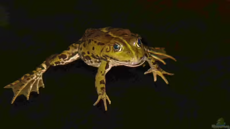 Teichfrosch bei Nacht von Goldfisch (29)