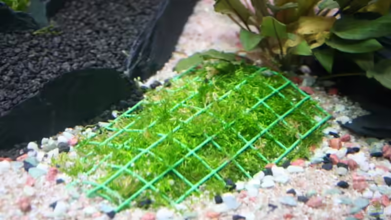 Teichlebermoos, Riccia fluitans  von Alexander Engel (15)