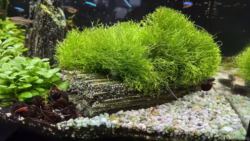 Teichlebermoos  von Peter Peter (65)